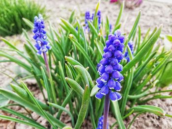 Close-up of purple crocus flowers on field