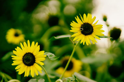 Close-up of yellow flower