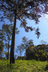 Low angle view of trees on field against sky