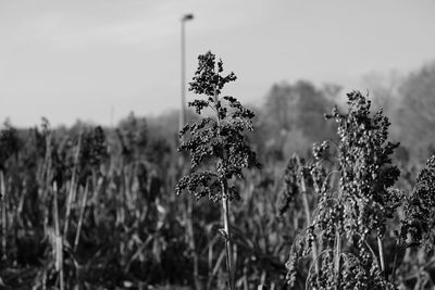 Close-up of flowering plant on field against sky