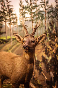 Close-up of deer on tree