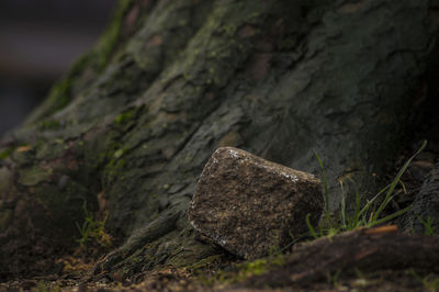 Close-up of moss on rock