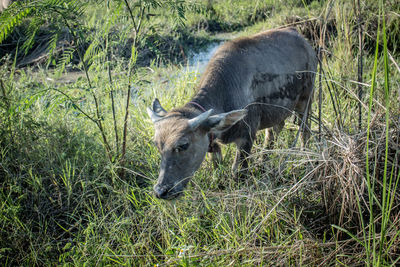 Deer in a field