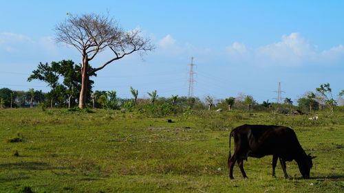 Cow grazing on grassy field against sky