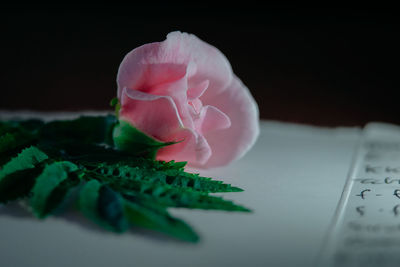 Close-up of rose on table