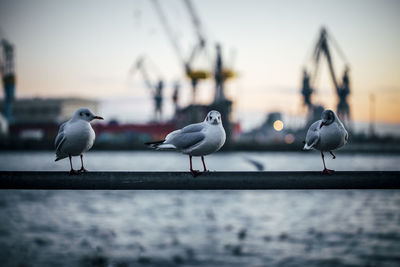 Close-up of seagulls perching on water
