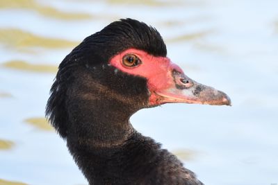 Close-up of bird looking away