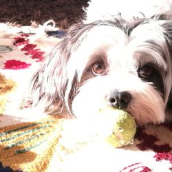Close-up portrait of dog