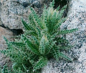 Close-up of cactus