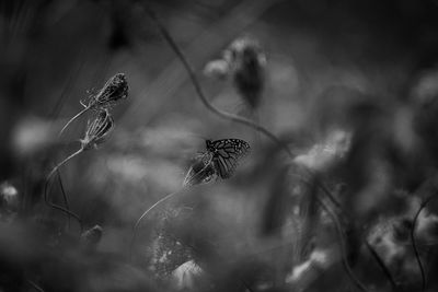 Close-up of caterpillar on plant