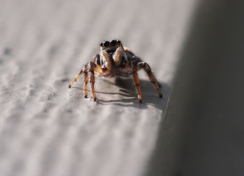 Close-up of spider