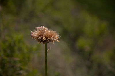 Close-up of dandelion flower