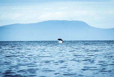 Scenic view of dolphin jumping in sea against mountain