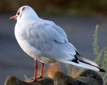 Close-up of seagull perching on rock