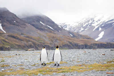 Penguins walking on field