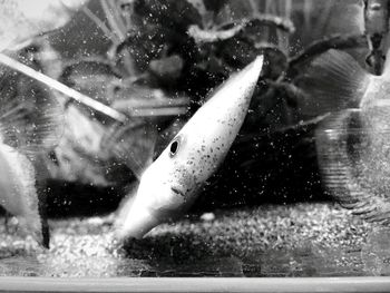 Close-up of fish swimming in water