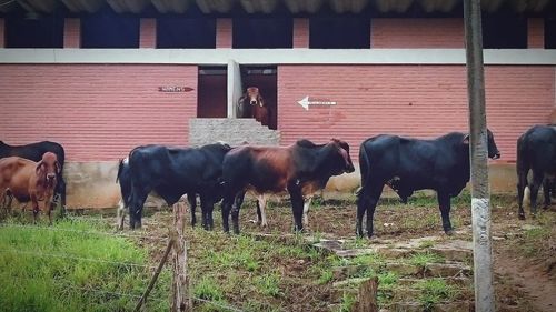 Horse grazing on field