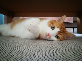 Portrait of cat lying on sofa at home