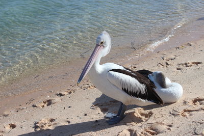 View of bird on beach