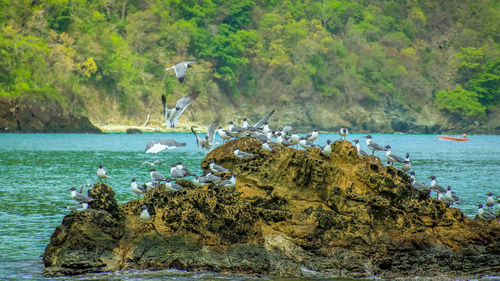 Birds flying over sea against trees