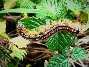 High angle view of insect on leaf