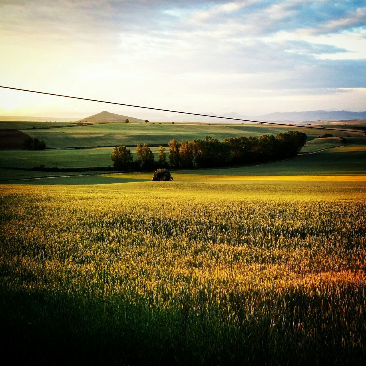 agriculture, field, rural scene, landscape, farm, yellow, beauty in nature, flower, tranquil scene, growth, crop, sky, tranquility, nature, cultivated land, scenics, freshness, plant, oilseed rape, cultivated