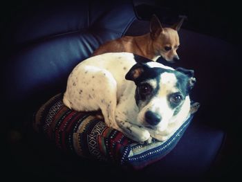 Portrait of a dog resting