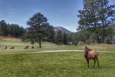 Horse grazing on field against sky