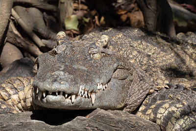 Close-up of animal in zoo