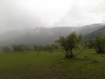 Trees on field against sky