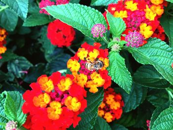 Close-up of flowers blooming outdoors