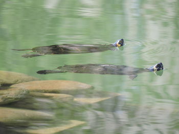 Ducks swimming in lake