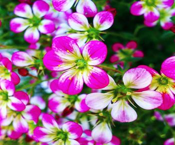 Close-up of pink flowering plants in garden