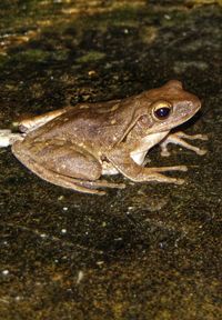 Close-up of frog on land