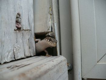 Close-up of wooden door