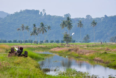 Scenic view of trees on field against sky