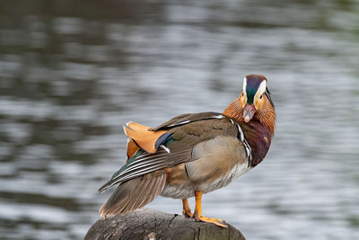 Close-up of bird perching on a lake