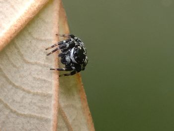 Close-up of insect on wall