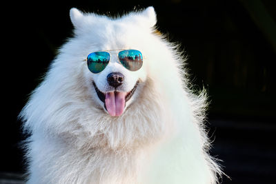 Close-up of a dog