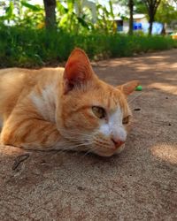 Close-up of a cat lying on footpath