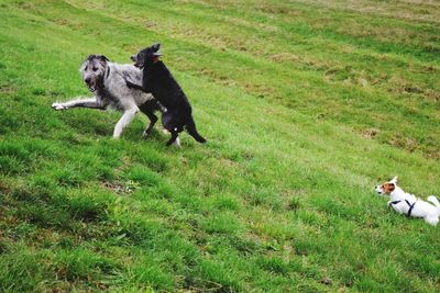 Dog playing on field