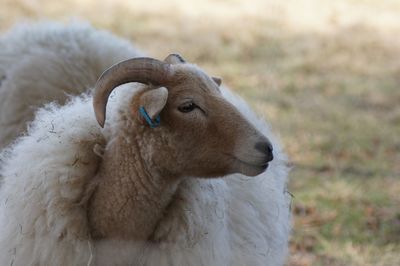 Close-up of a sheep on field