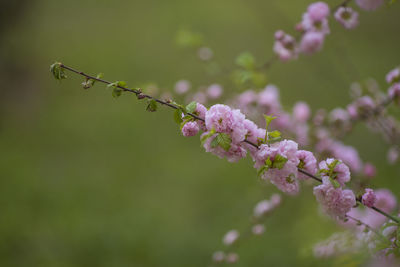 Close-up of pink cherry blossoms in spring