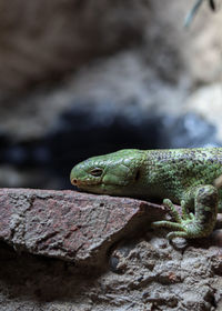 Close-up of lizard on rock