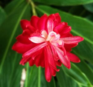 Close-up of pink flower