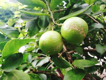 Close-up of fruit growing on tree