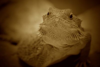 Close-up of a lizard