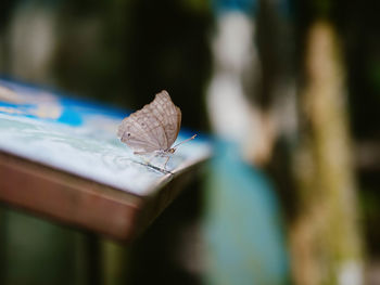 Close-up of butterfly on leaf