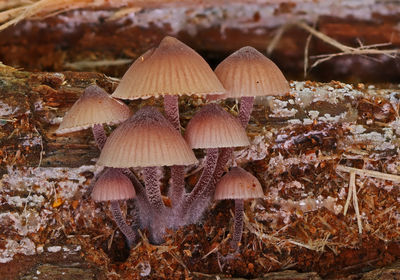 fungus