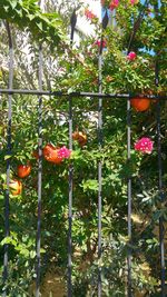 Close-up of red flowering plants against trees